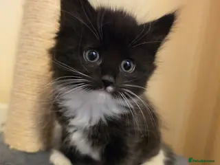 Mixed Breed cats 1 beautiful kitten - Advert 11