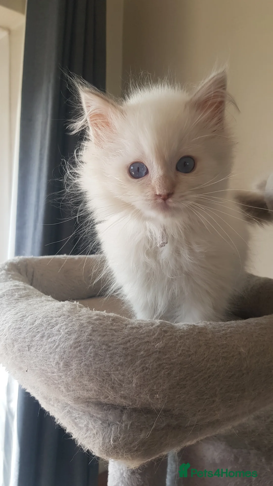 Ragdoll cats for sale: Stunning ragdoll Kitten's  - Advert 7