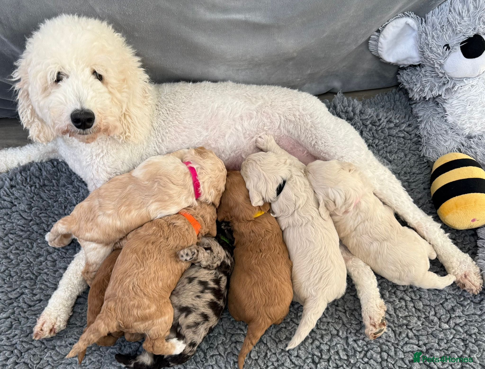 Goldendoodle dogs Fabulous Australian Doubledoodle Puppies  - Advert 2