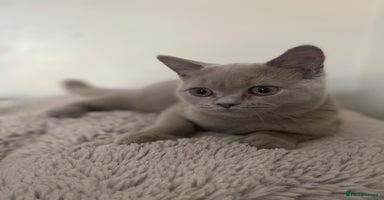 British Shorthair cats - Advert 5