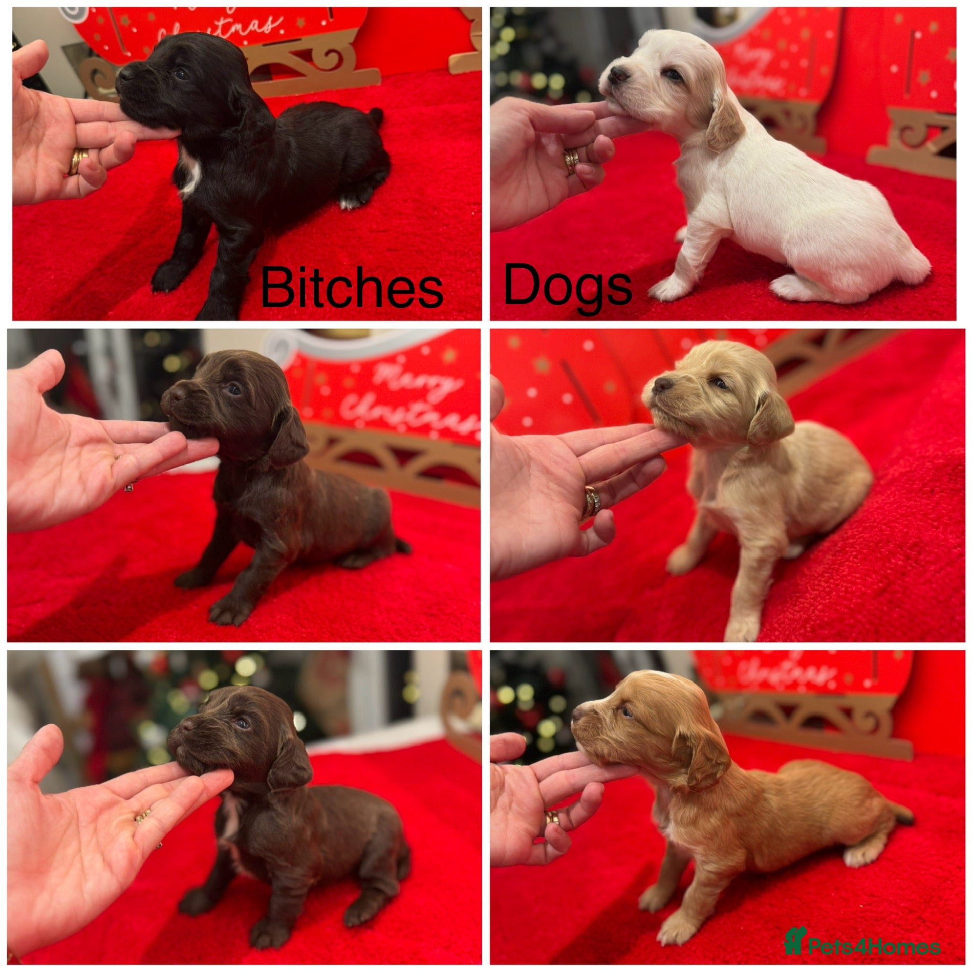 Cocker Spaniel dogs Working Cocker pups  - Advert 17