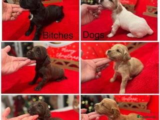 Cocker Spaniel dogs Working Cocker pups - Advert 17