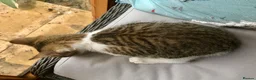 Mixed Breed cats for sale: Last one - £75 READY NOW - Pedigree Cross Kittens - Advert 6