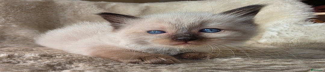 Ragdoll Kitten 2