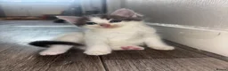 Mixed Breed cats for sale: Male kittens  - Advert 4