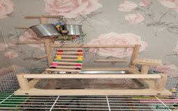 Parakeets birds for sale: Lineolated parakeets 1 male 1 female - Image 5