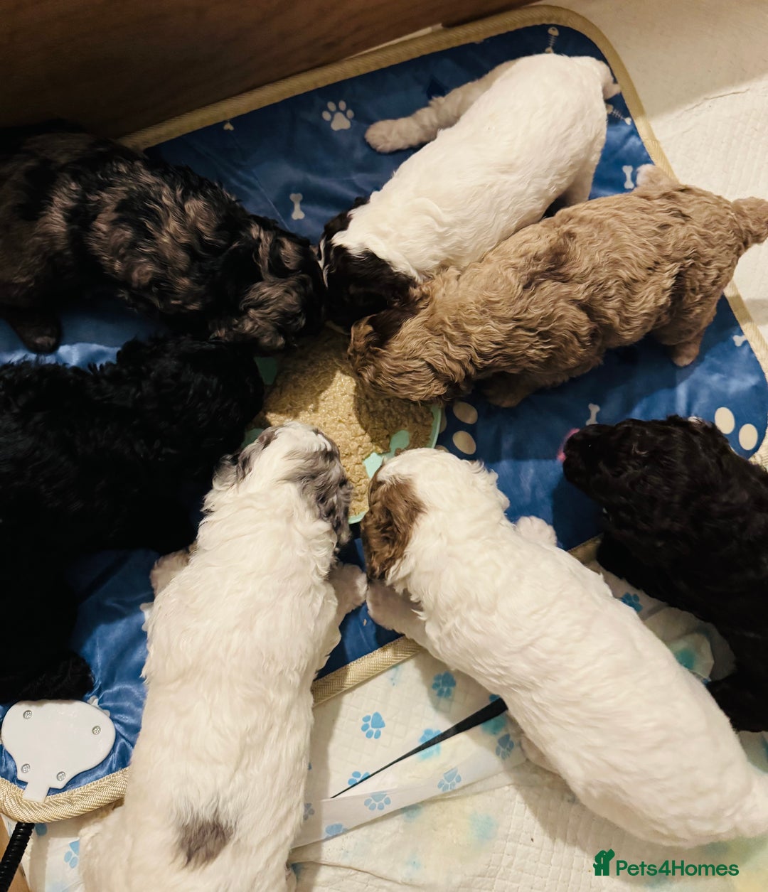 Labradoodle dogs for sale: Only 2 left. Beautiful unique coated labradoodles  - Image 7