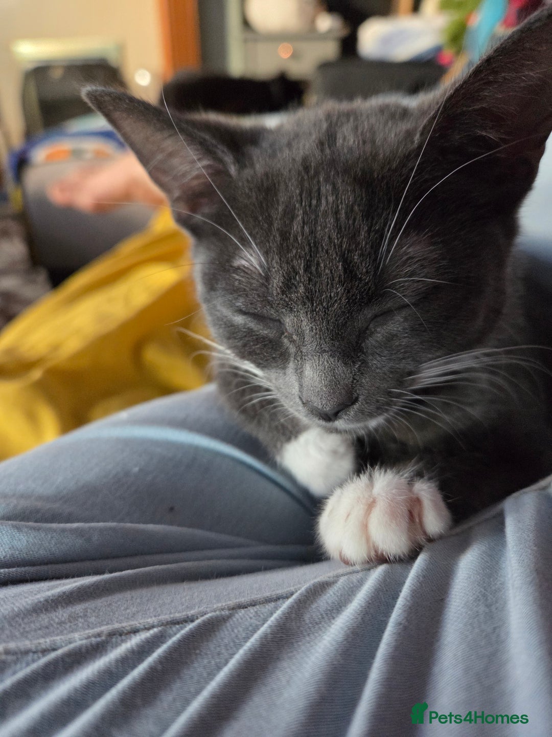 Mixed Breed cats for sale: Gorgeous and loving female silver tabby and white  - Advert 3