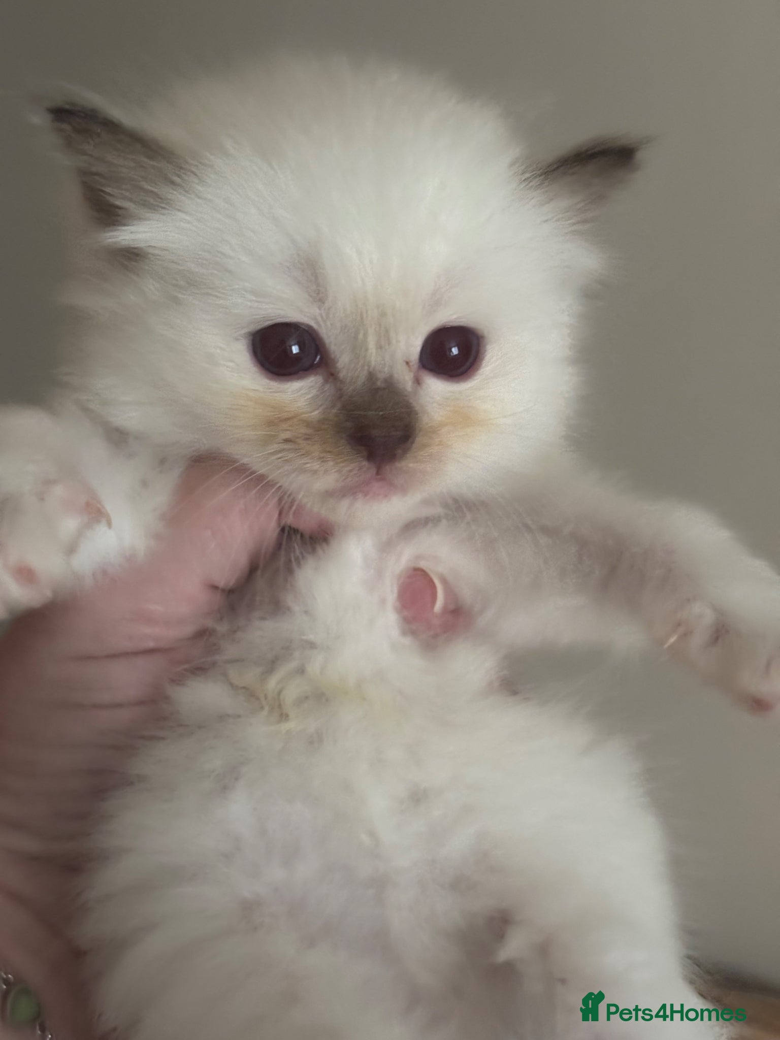 Ragdoll cats Beautiful gccf chocolate mitted boy available  - Advert 12
