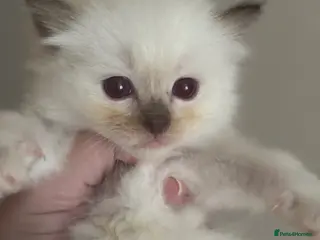 Ragdoll cats Beautiful gccf chocolate mitted boy available - Advert 12