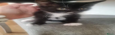 Black kitten boy 3