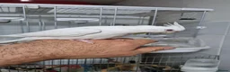 Cockatiels birds for sale: Fully tamed Albino cockatiel  - Advert 3