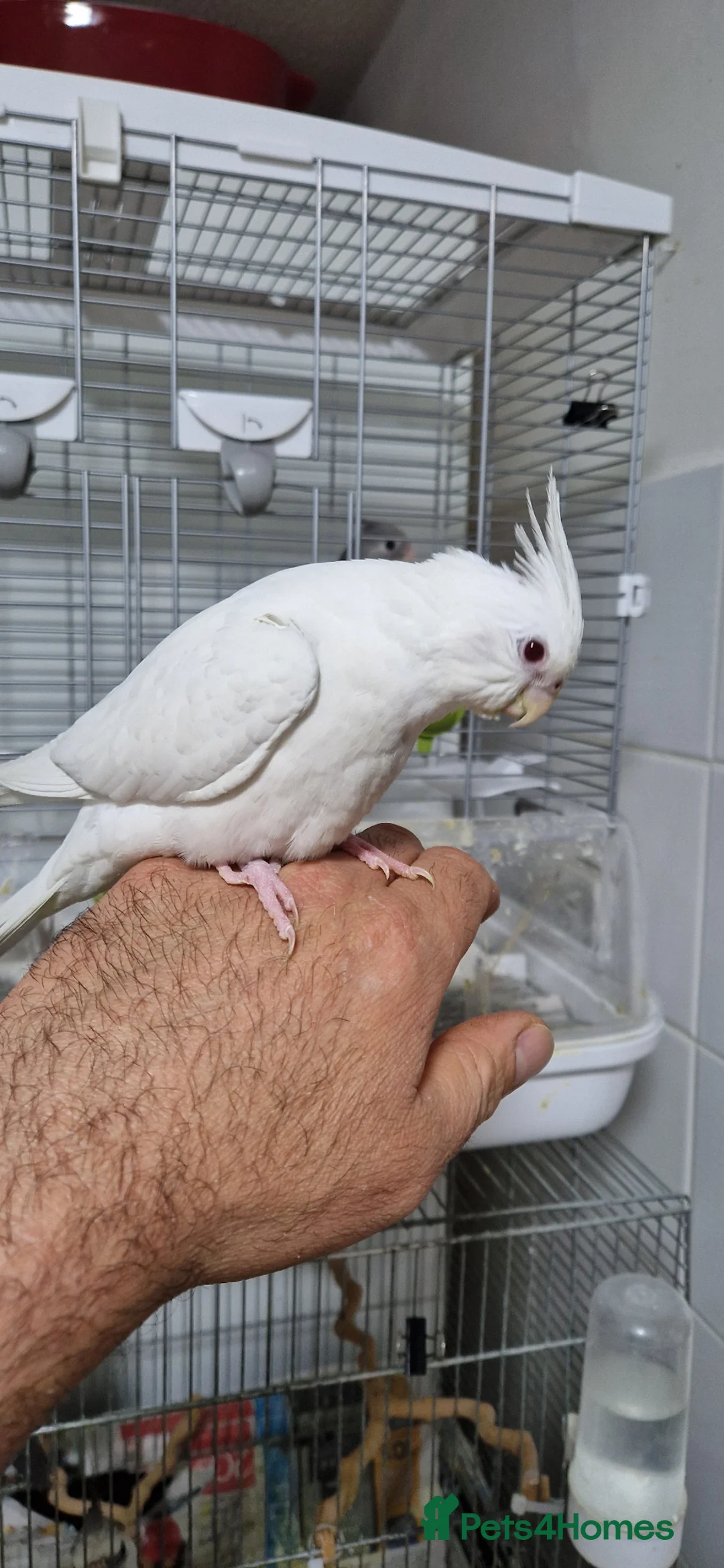 Cockatiels birds for sale: Fully tamed Albino cockatiel  - Advert 3