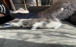 Mixed Breed cats for sale: We are all looking for homes soon - Image 10