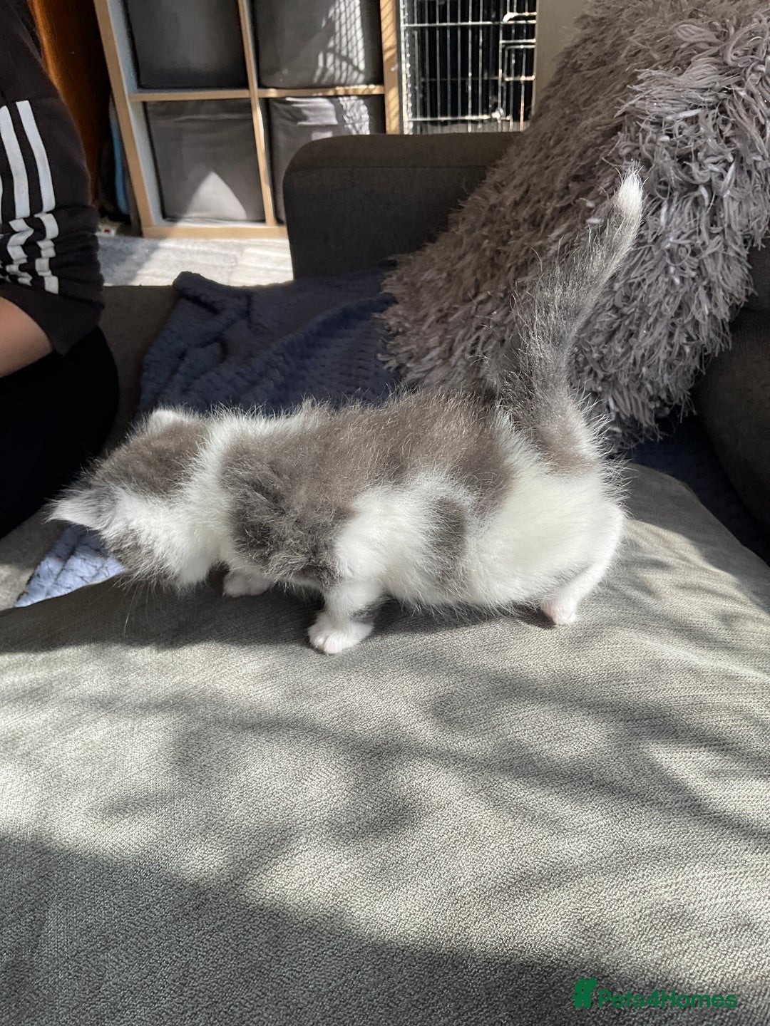 Mixed Breed cats for sale: We are all looking for homes soon - Image 10