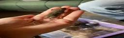 Mouse rodents for sale: Baby mice  - Advert 3