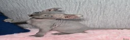 Sphynx cats for sale: 🐾 Gorgeous Sphynx Kittens – Reservations Open! 🐾 - Advert 38