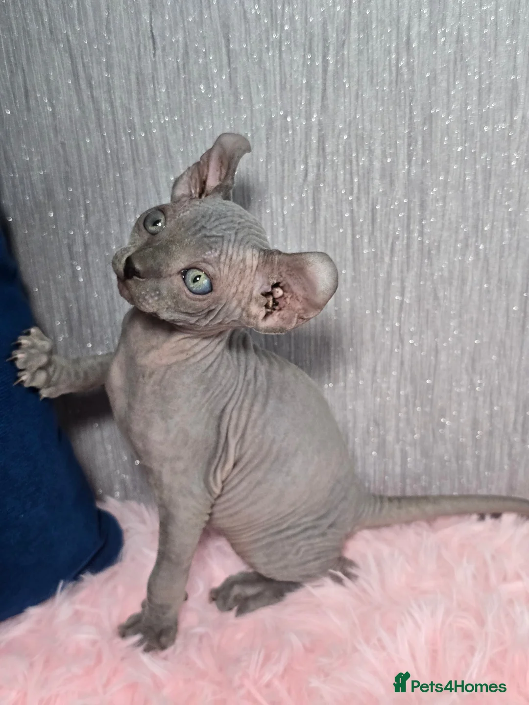 Sphynx cats for sale: 🐾 Gorgeous Sphynx Kittens – Reservations Open! 🐾 - Advert 38