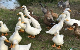 Ducks poultry for sale: Ducks for sale - Image 5