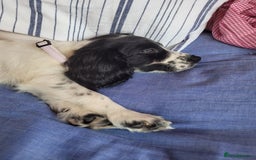 Cocker Spaniel dogs for sale: Black and white female cocker spaniel  - Image 3