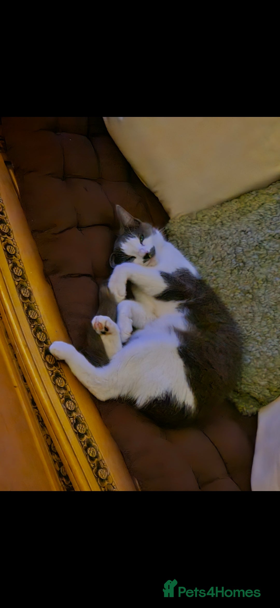 Mixed Breed cats for sale: 2 yr old kitten for sale - Advert 3