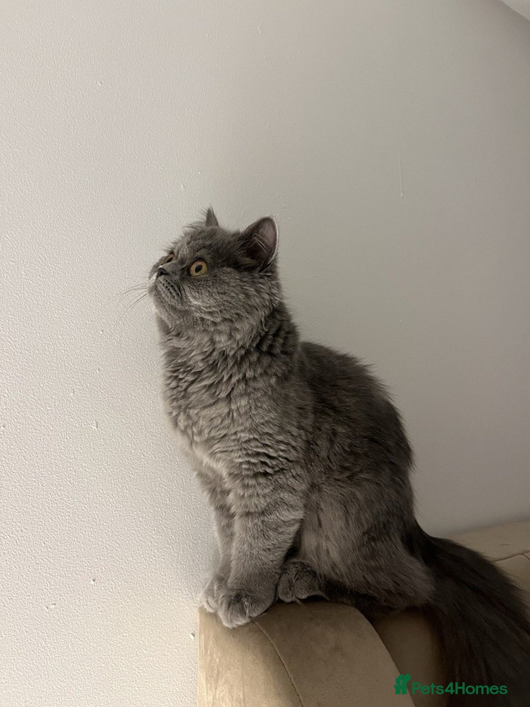 British Longhair cats for sale: 5 Month old British Long hair Female Kitten Cat - Image 3