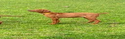 Rhodesian Ridgeback dogs for sale: KC reg Ridgeback puppies - Advert 9