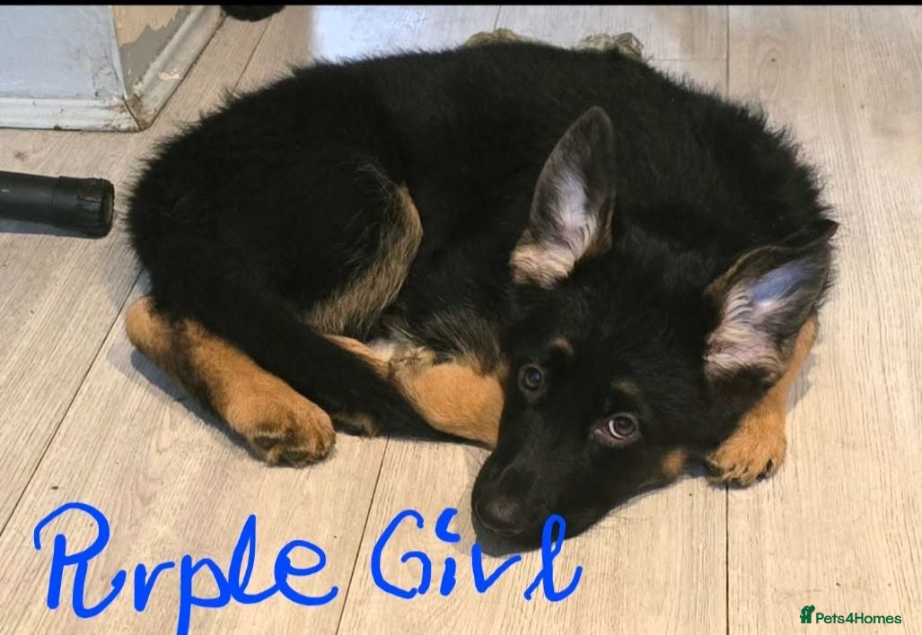 German Shepherd dogs 9 beautiful german shepards looking for a home - Advert 1