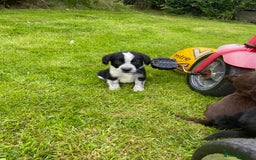 Mixed Breed dogs for sale: Sprollie puppies  - Image 4