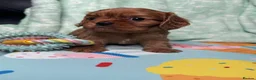 Cavalier King Charles Spaniel dogs for sale: Ruby KC King Charles Cavalier Health Tested  - Advert 7