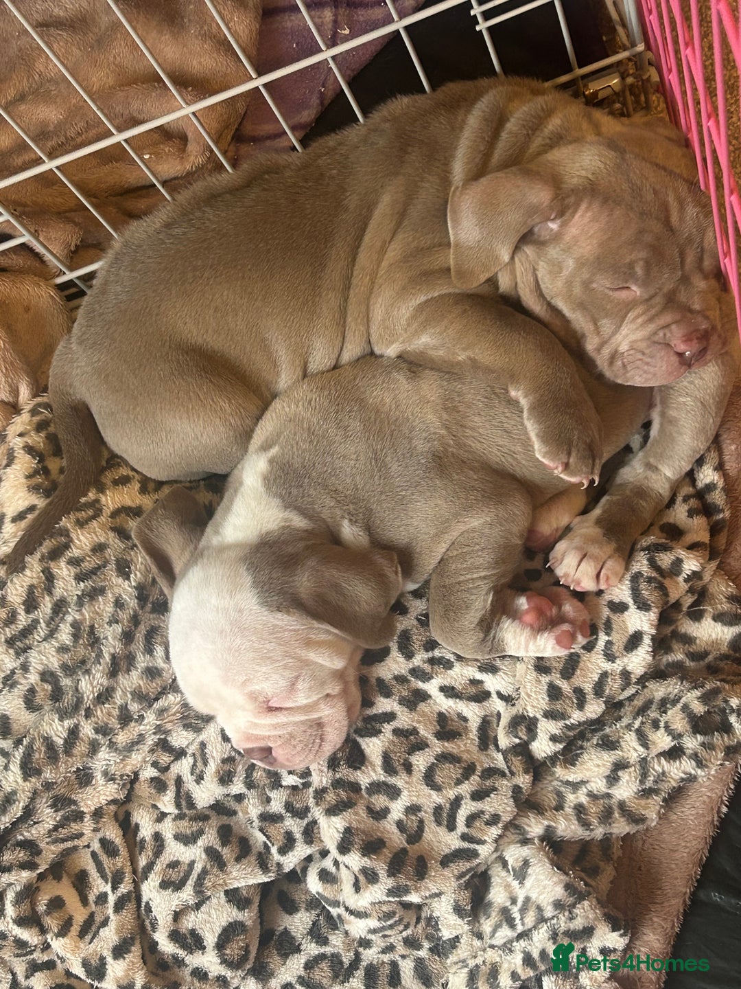 American Bully dogs for sale: 2 female standard American bully X pups  - Advert 7