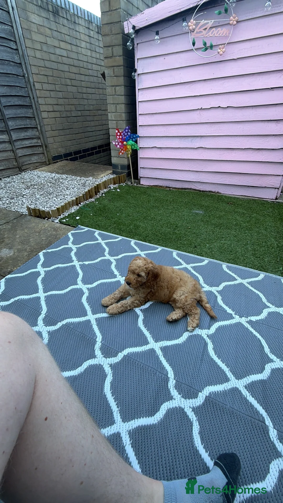 Cockapoo dogs for sale: F1B Cockapoo x miniature poodle - Advert 2