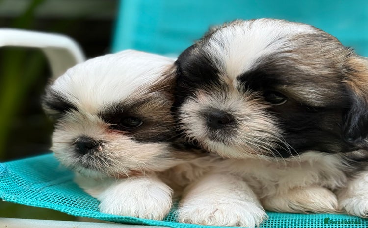 Shih Tzu dogs - Advert 1