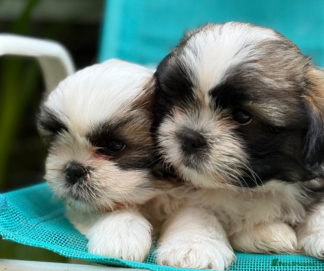 Shih Tzu dogs for sale: Beautiful  Shih tzu  - Image 1