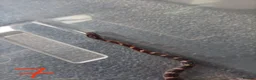 Corn Snake reptiles for sale: 7 x baby corn snakes for sale  - Advert 2