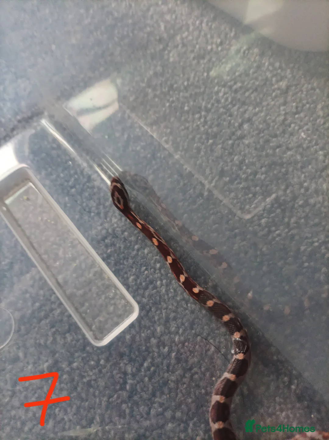 Corn Snake reptiles for sale: 7 x baby corn snakes for sale  - Advert 2