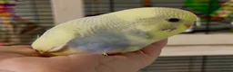 Budgerigars birds for sale: Beautiful Baby Budgies - Advert 11