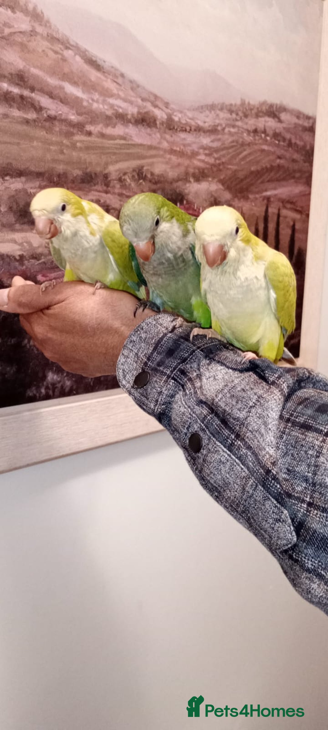 Parrots birds for sale: 14 weeks old Hand reared baby Quakers for sale  - Image 3