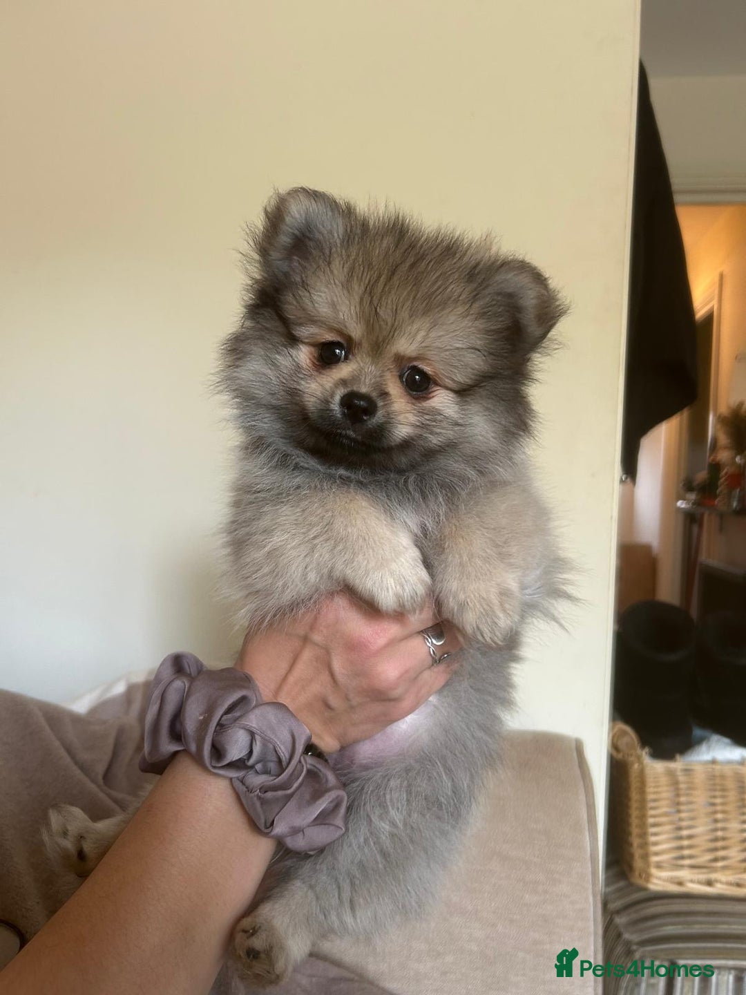 Pomeranian dogs for sale: KC Reg 5⭐️Poms champions & Russian bloodline  - Advert 23
