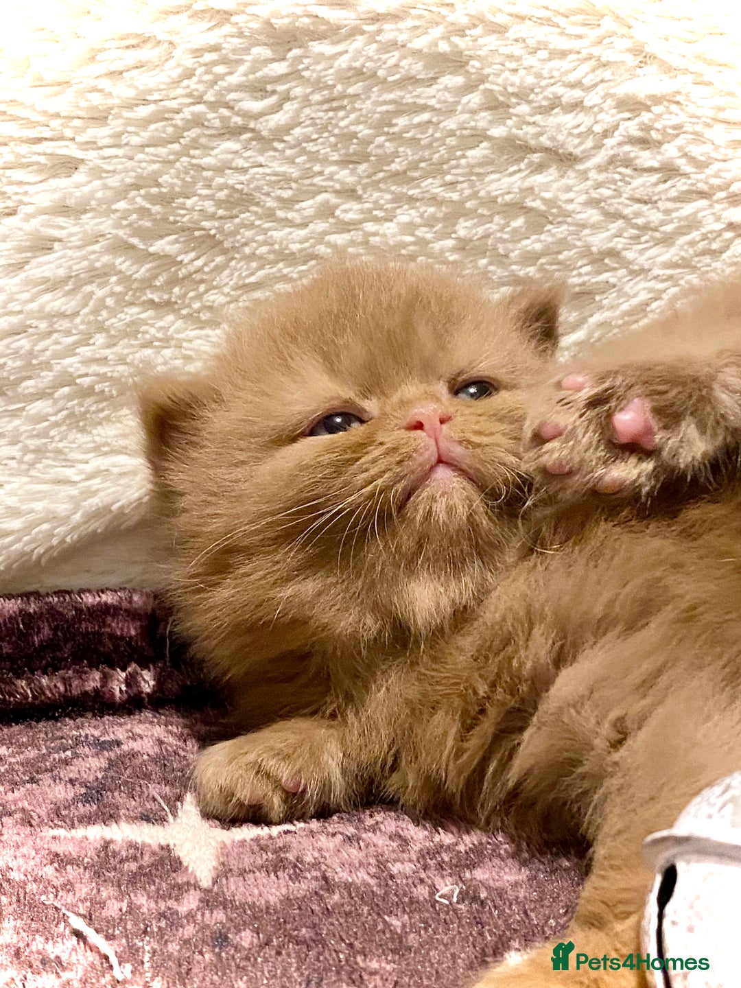 British Longhair cats for sale: Excellent show class kittens  - Image 10