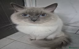 Ragdoll cats for sale: Pure Blue Point Ragdoll Male  - Image 4