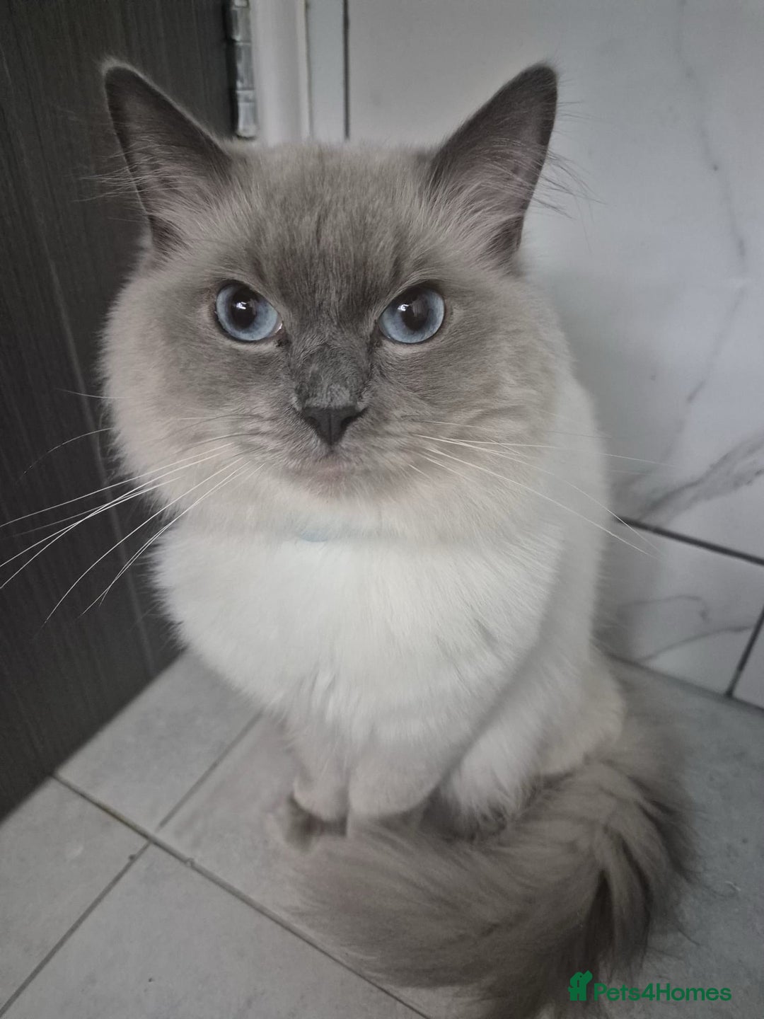 Ragdoll cats for sale: Pure Blue Point Ragdoll Male  - Image 4