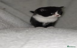 British Shorthair cats for sale: Beautiful British shorthair kittens - Image 6