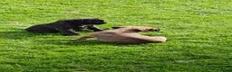 Boxer dogs for sale: Boxer pups only 3 boys left - Advert 6