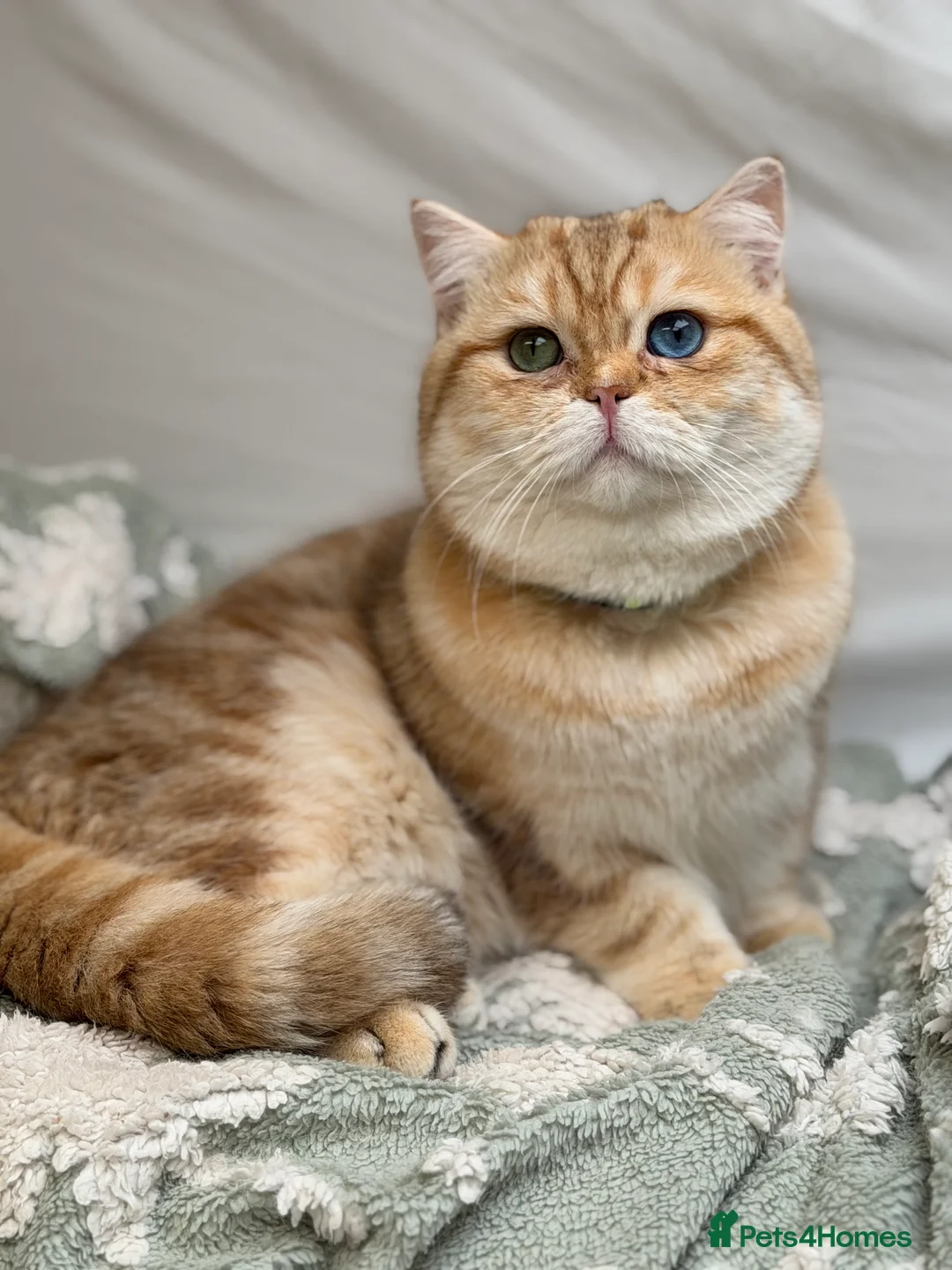 British Shorthair cats for stud: British shorthair Golden lovely stud boy GCCF - Advert 14