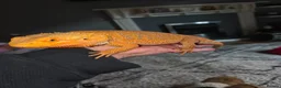 Bearded Dragon reptiles for sale: Female Bearded Dragon - Advert 3