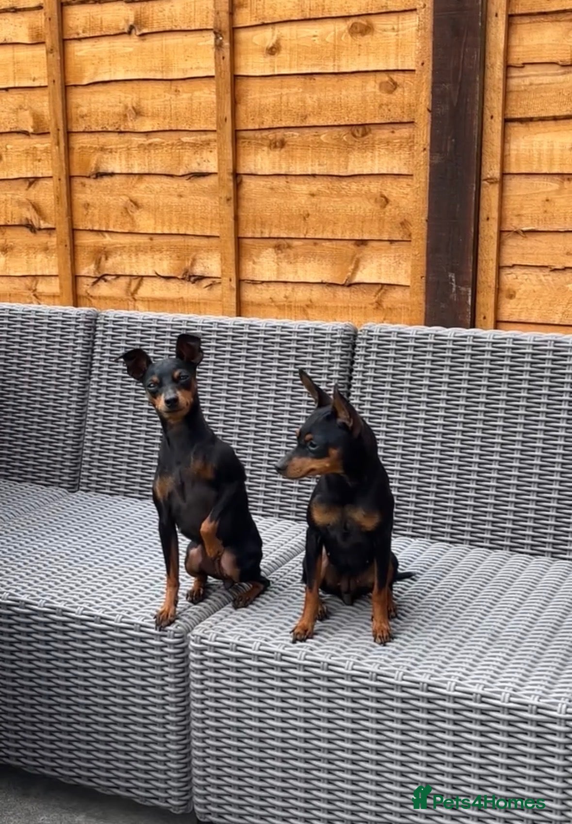 Miniature Pinscher dogs 2 Beautiful Miniature Pinscher’s - Advert 12