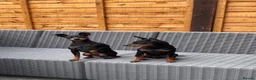 Miniature Pinscher dogs for sale: 2 Beautiful Miniature Pinscher’s - Advert 1