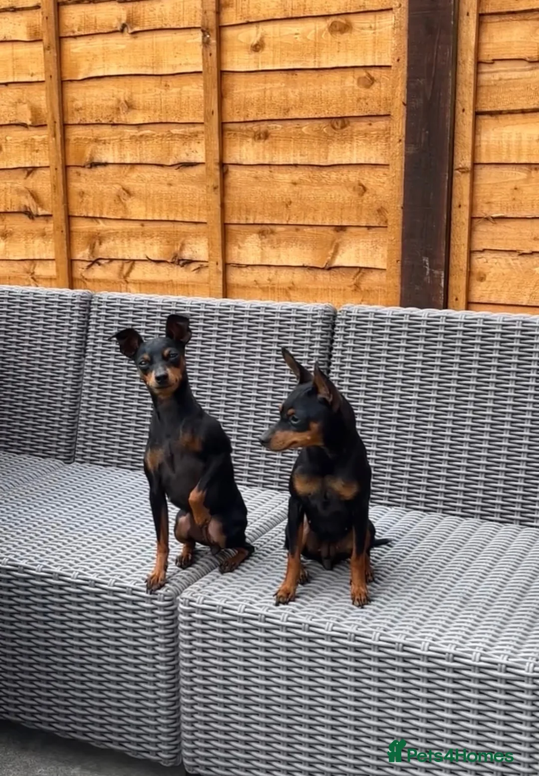 Miniature Pinscher dogs for sale: 2 Beautiful Miniature Pinscher’s - Advert 1