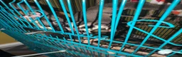 Sugar Glider rodents for sale: Sugar gliders  - Advert 3